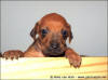 H-litter - 27 days old