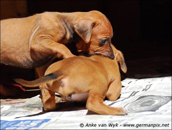 H-litter - 27 days old