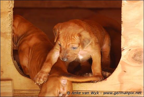 H-litter - 27 days old