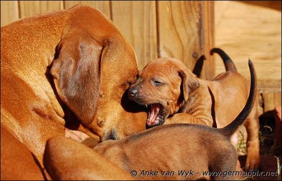 H-litter - 27 days old