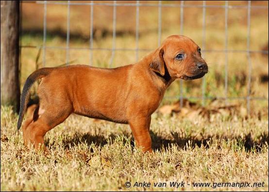 H-litter - 27 days old