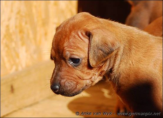 H-litter - 27 days old