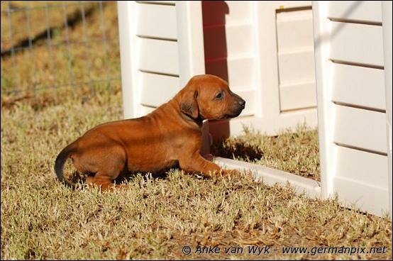 H-litter - 27 days old