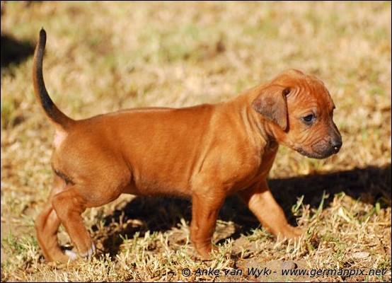 H-litter - 27 days old