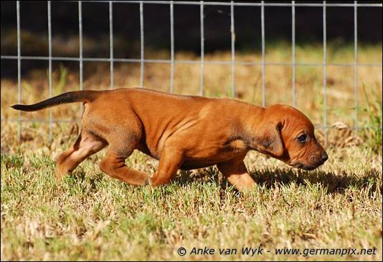 H-litter - 27 days old
