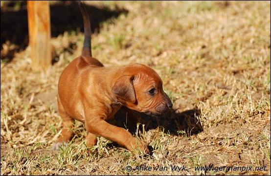 H-litter - 27 days old