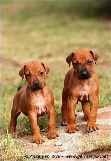 H-litter - 34 days old