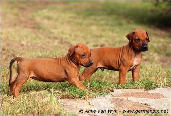 H-litter - 34 days old