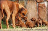H-litter - 34 days old