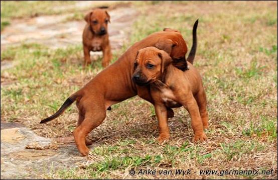 H-litter - 34 days old