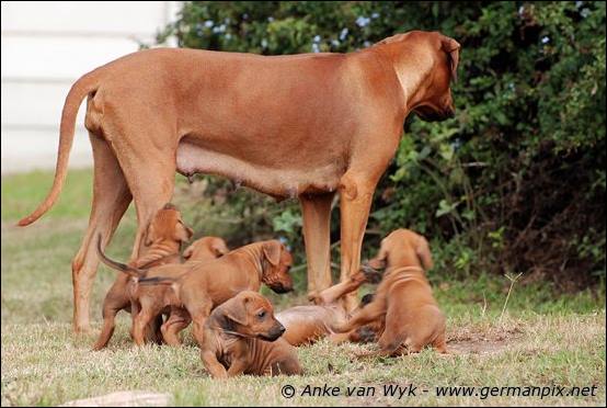 H-litter - 34 days old