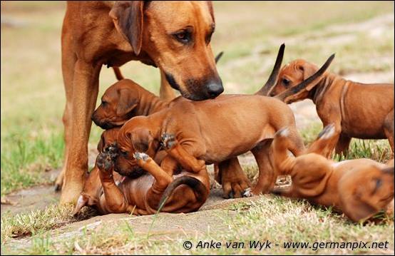 H-litter - 34 days old