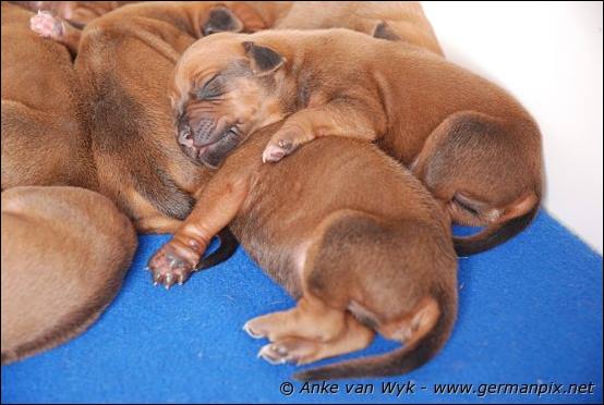 H-litter, born 09.03.2011