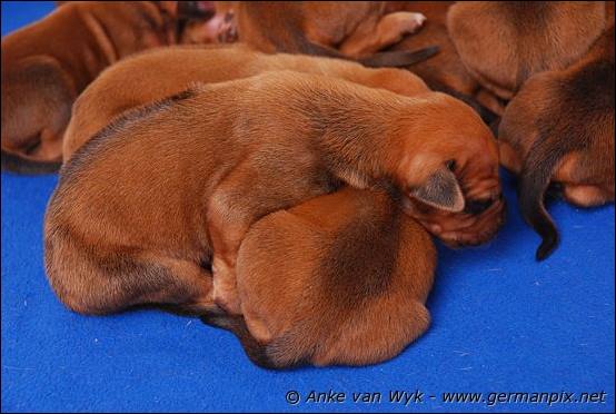 H-litter, born 09.03.2011