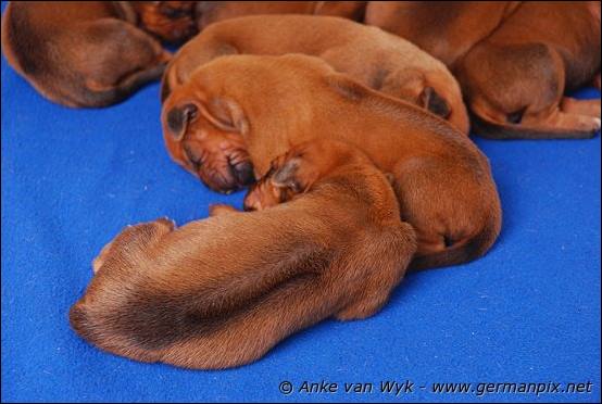 H-litter, born 09.03.2011