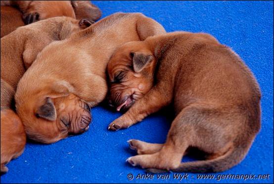 H-litter, born 09.03.2011