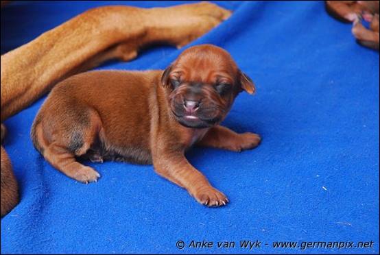 H-litter, born 09.03.2011