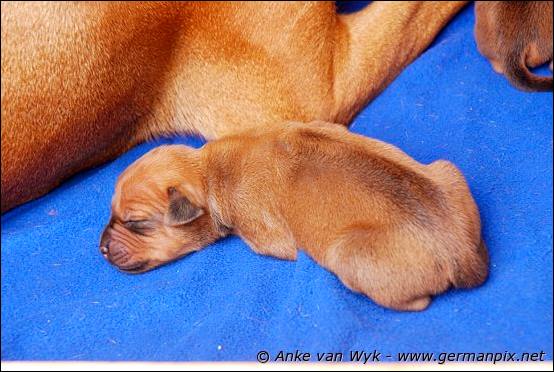 H-litter, born 09.03.2011