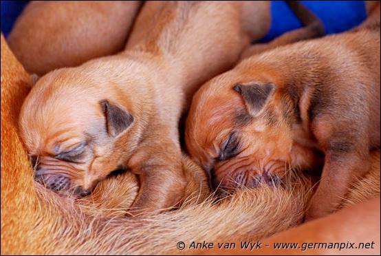 H-litter, born 09.03.2011