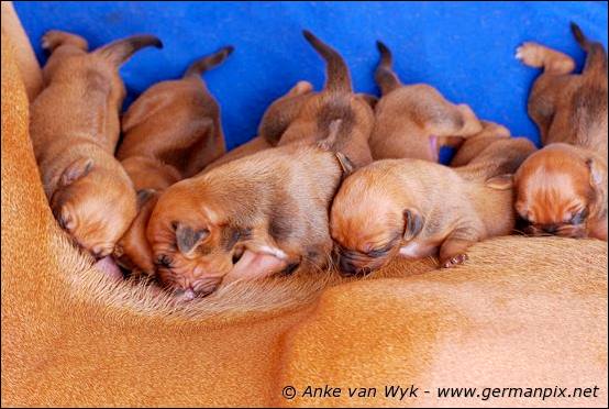 H-litter, born 09.03.2011