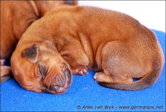 H-litter, born 09.03.2011