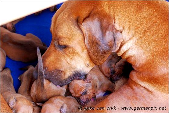 H-litter, born 09.03.2011