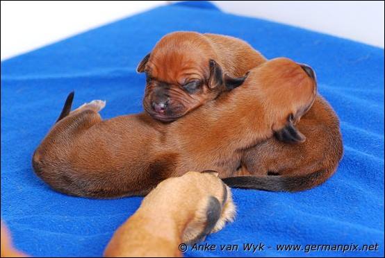 H-litter, born 09.03.2011