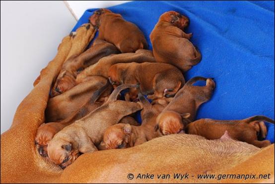 H-litter, born 09.03.2011