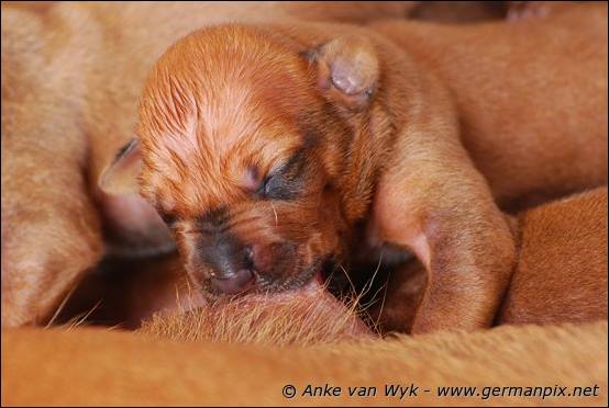 H-litter, born 09.03.2011
