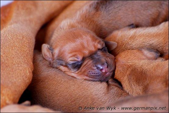 H-litter, born 09.03.2011