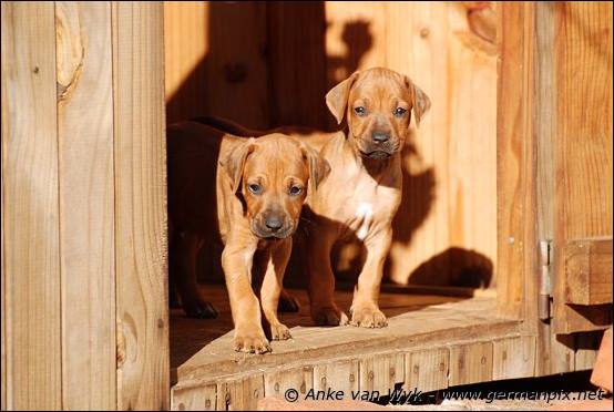 H-litter - 37 days old