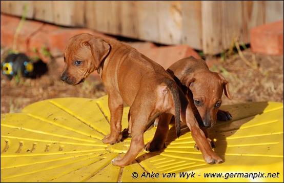 H-litter - 37 days old