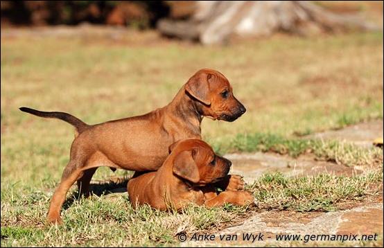 H-litter - 37 days old