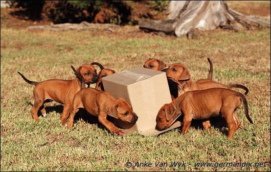 H-litter - 37 days old