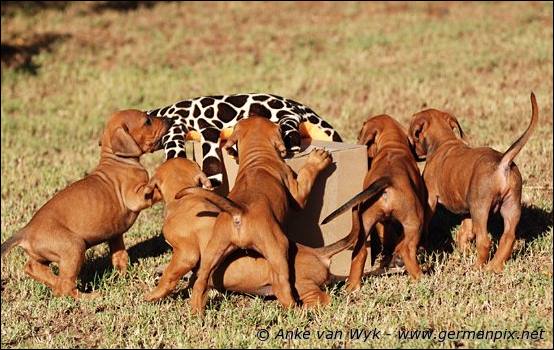 H-litter - 37 days old