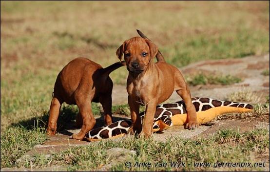 H-litter - 37 days old