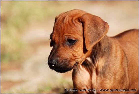 H-litter - 37 days old