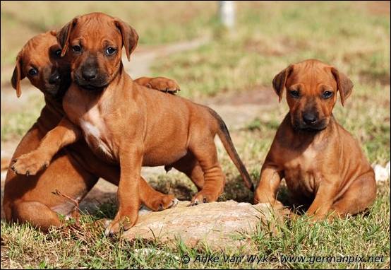 H-litter - 37 days old