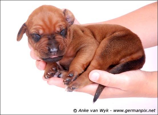 H-litter - 1 week old