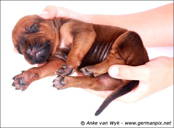 H-litter - 1 week old