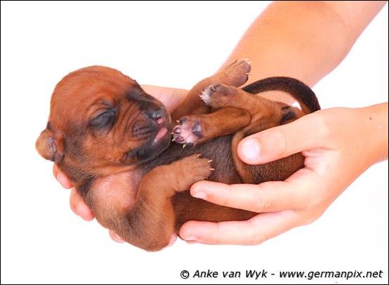 H-litter - 1 week old