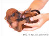H-litter - 1 week old