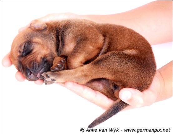H-litter - 1 week old