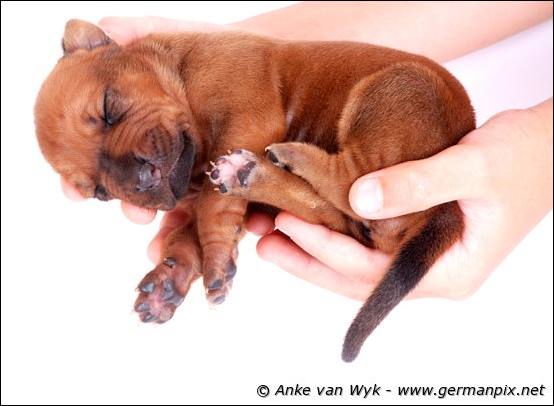 H-litter - 1 week old