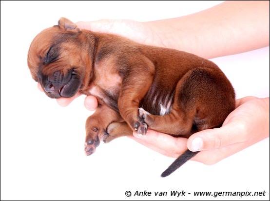 H-litter - 1 week old