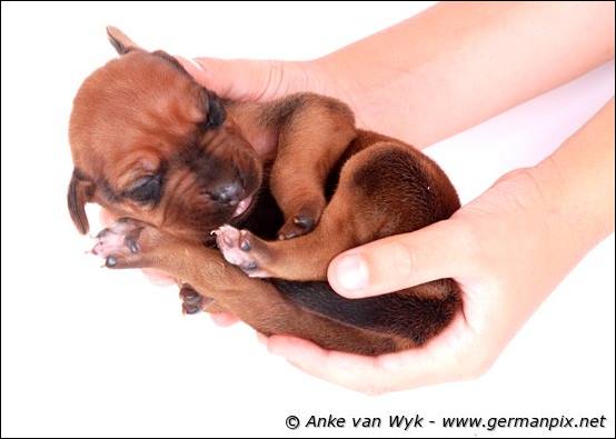 H-litter - 1 week old