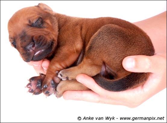 H-litter - 1 week old