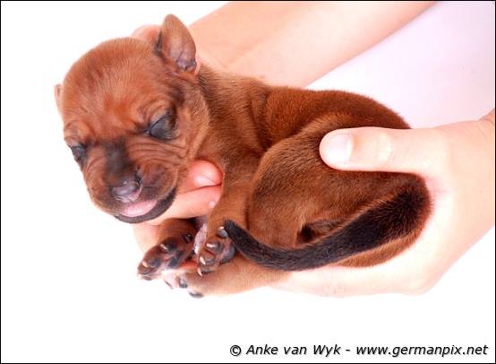 H-litter - 1 week old