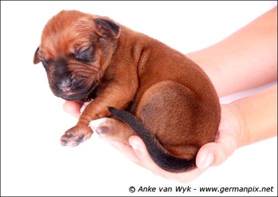 H-litter - 1 week old