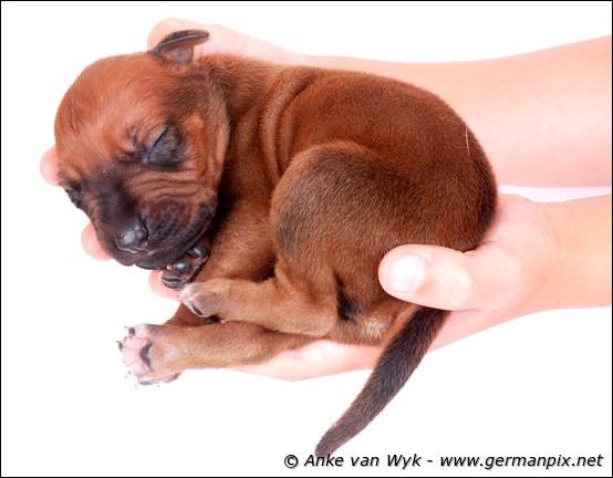 H-litter - 1 week old